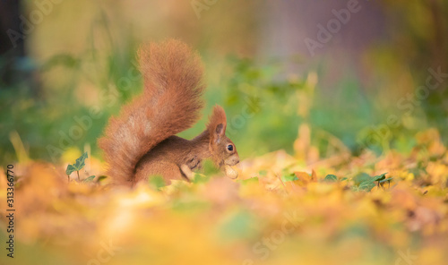 Squirrel sitting in the autumn park sunshine autumn colors on the tree and sitting on the ground in leaves. © Jiří Fejkl