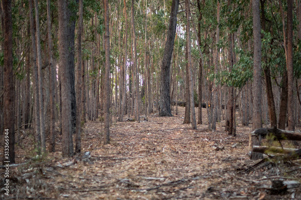 Obraz premium sunset 