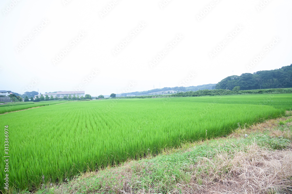 Obraz premium 水田