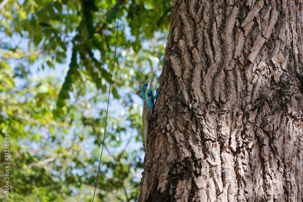 Blue-crested Lizard climbing the tree, Indo-Chinese Forest Lizard