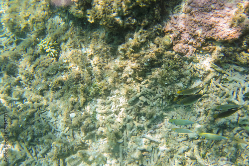 珊瑚礁に群がる魚