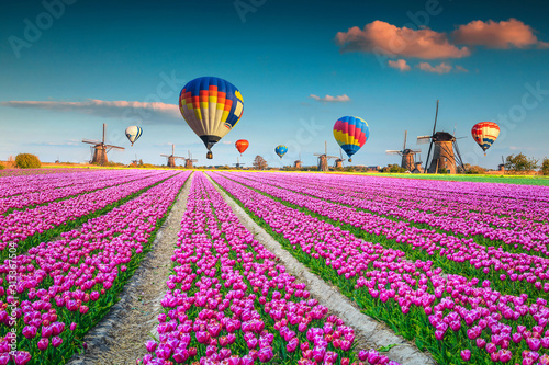 Fototapeta Pink tulip fields with windmills and hot air balloons, Netherlands