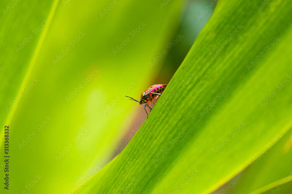 Naklejka premium A ladybug on a leaf.