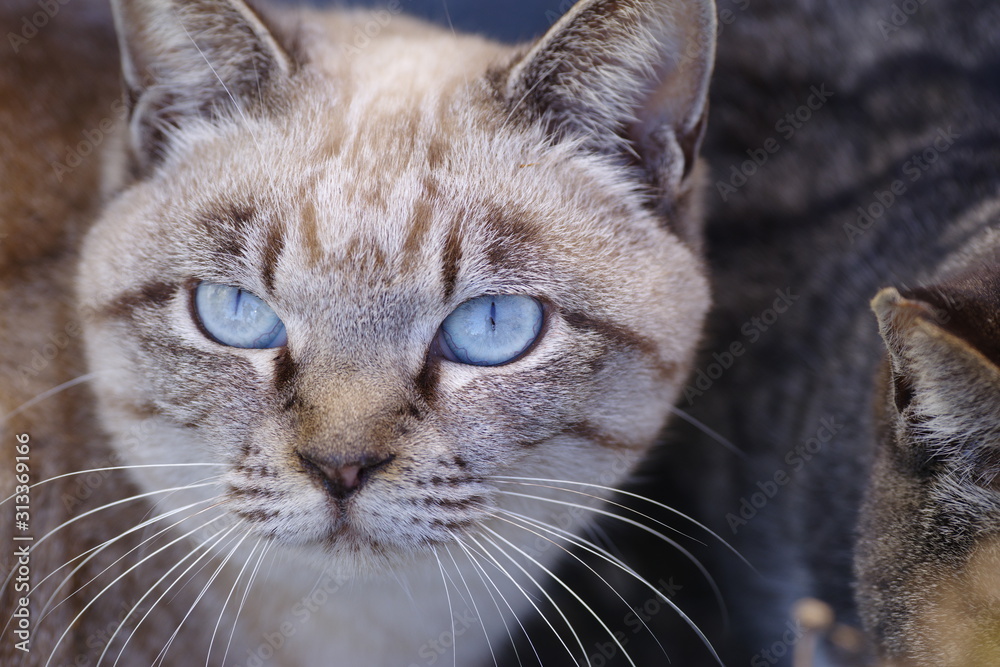 Obraz premium 青い目の猫