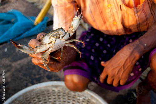 Sea big crab in the hands of an Indian fisherman. India