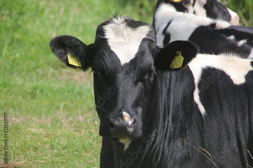 Black and white frysian cow on a meadow in Oldebroek in the Netherlands photo