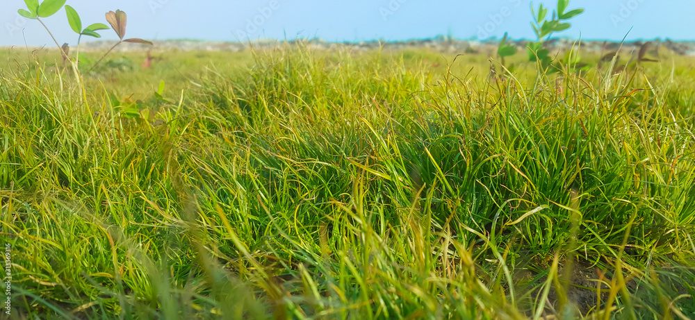 Fototapeta premium close up of green grass in a pasture