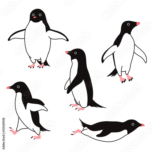 Adelie Penguin