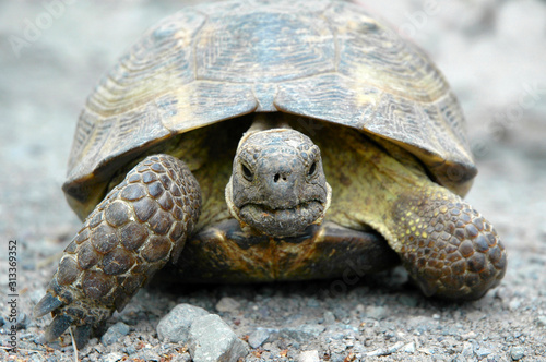 The common tortoise (Testudo graeca), also known as the Greek tortoise. Armenia.