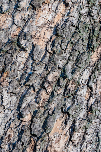 the brown bark of a tree in winter, close up © zen76