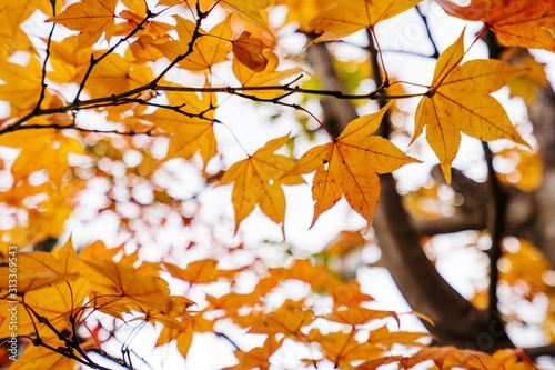 red maple leaf close-up © sirfujiyama