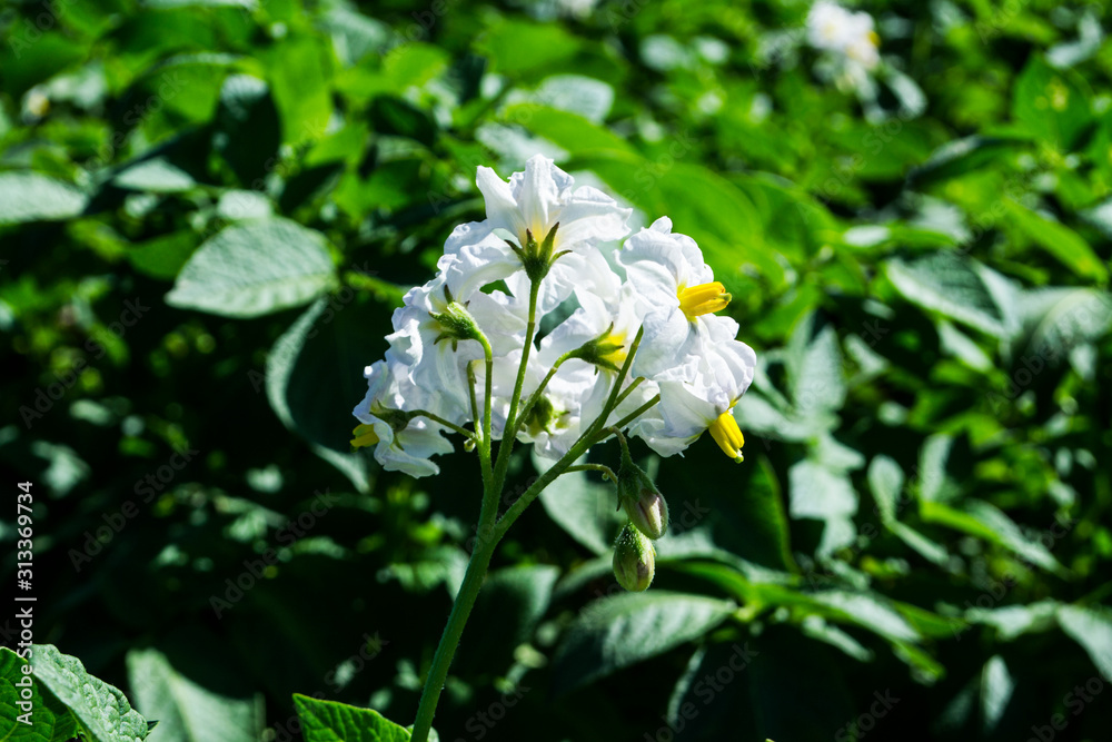 Fresh organic potato fields in the morning, potato flowers Fresh organic potato fields in the morning, potato flowers