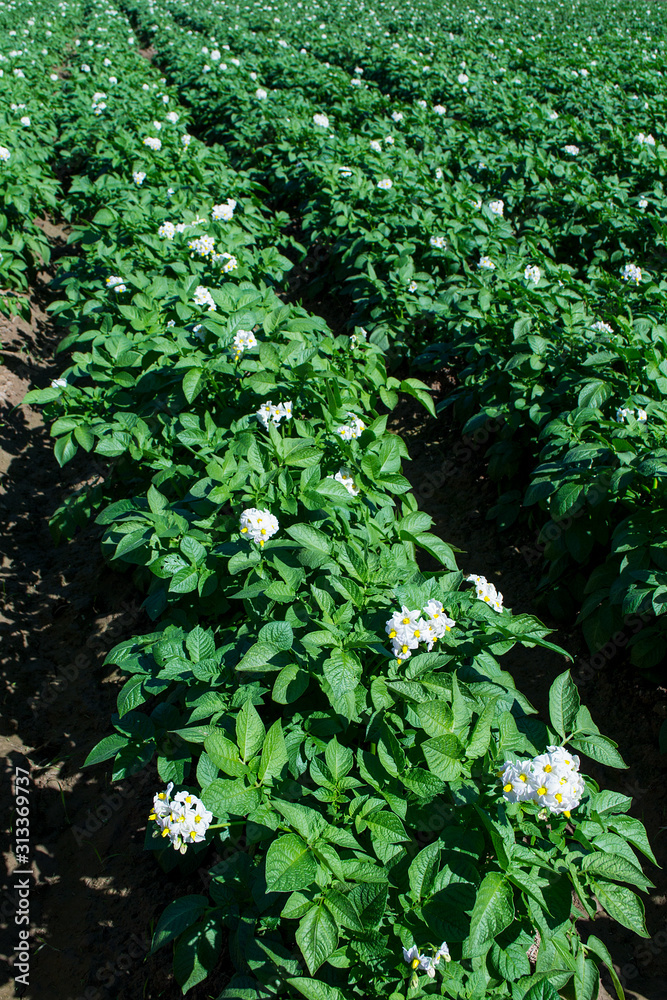 Fresh organic potato fields in the morning, potato flowers