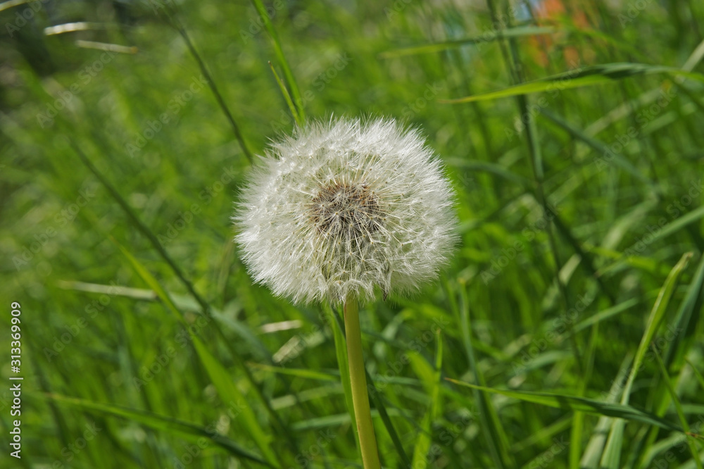 a wonderful summer dandelion growing among the green grass