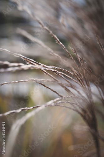 Grass close up