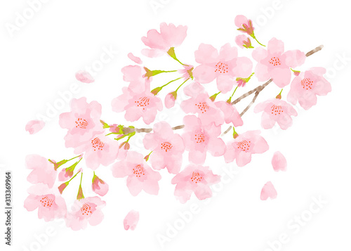 桜の花　春のイメージ水彩画 © michikodesign