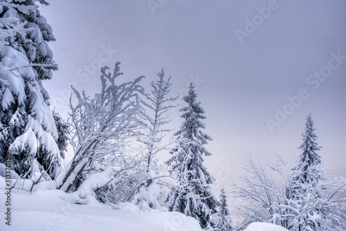 Winter landscape. Winter wonderland with forest snowy trees, slovakia
