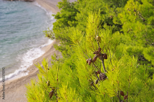 Krzewy nad morzem w Chorwacji