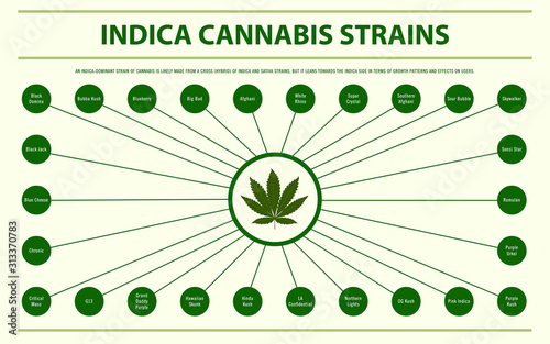 Indica Cannabis Strains horizontal infographic illustration about cannabis as herbal alternative medicine and chemical therapy, healthcare and medical science vector.