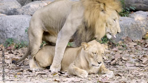 couple of lions having sex