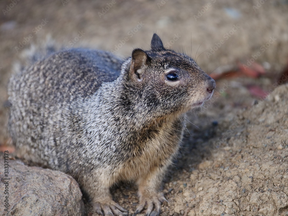 Squirrel at Shoreline Park in San Francisco Bay Area Squirrel at Shoreline Park in San Francisco Bay Area