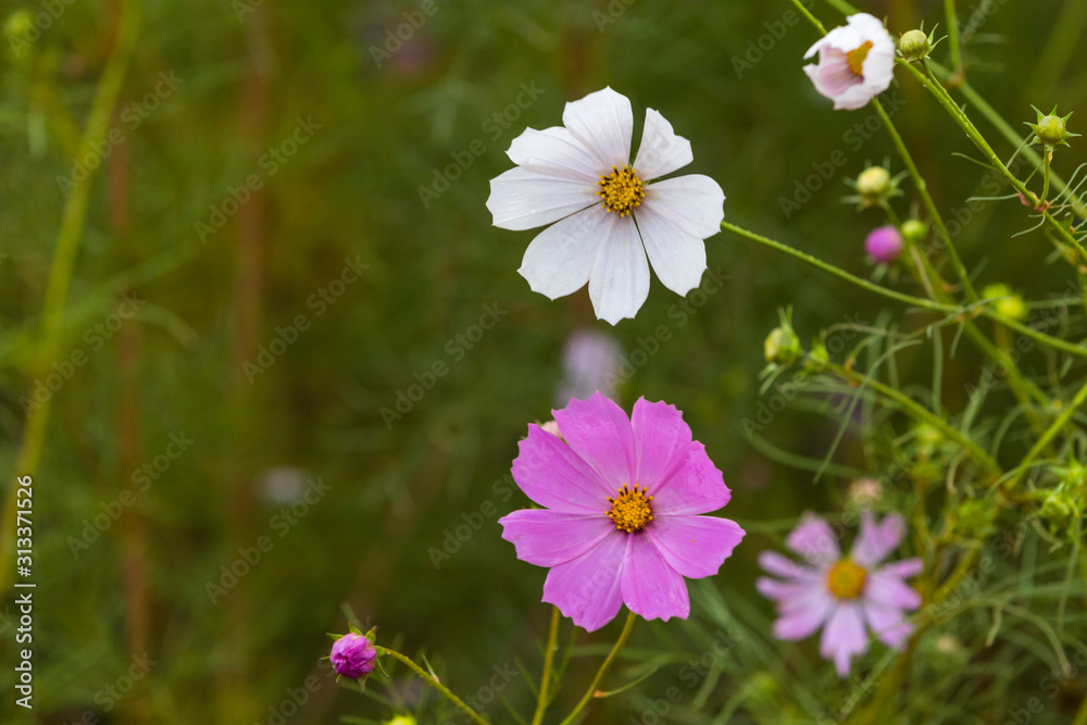 Pink and white cosmos flowers Pink and white cosmos flowers