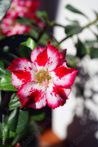 Pink desert rose flowers (Adenium Obesum) © eqroy