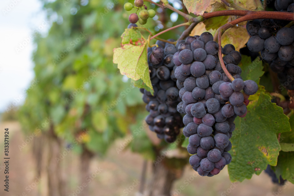 Ripe blue vine grapes in the vineyard ready for harvest