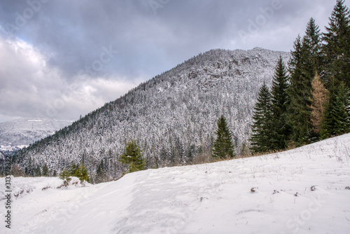 Majestic white spruces glowing by sunlight. Picturesque and gorgeous wintry scene.  slovakia mala fatra © Martin