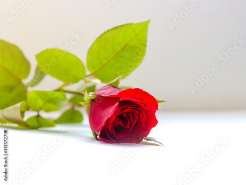 Fototapeta Naklejka Na Ścianę i Meble -  Beautiful red rose  isolated on white background, sweet valentine background