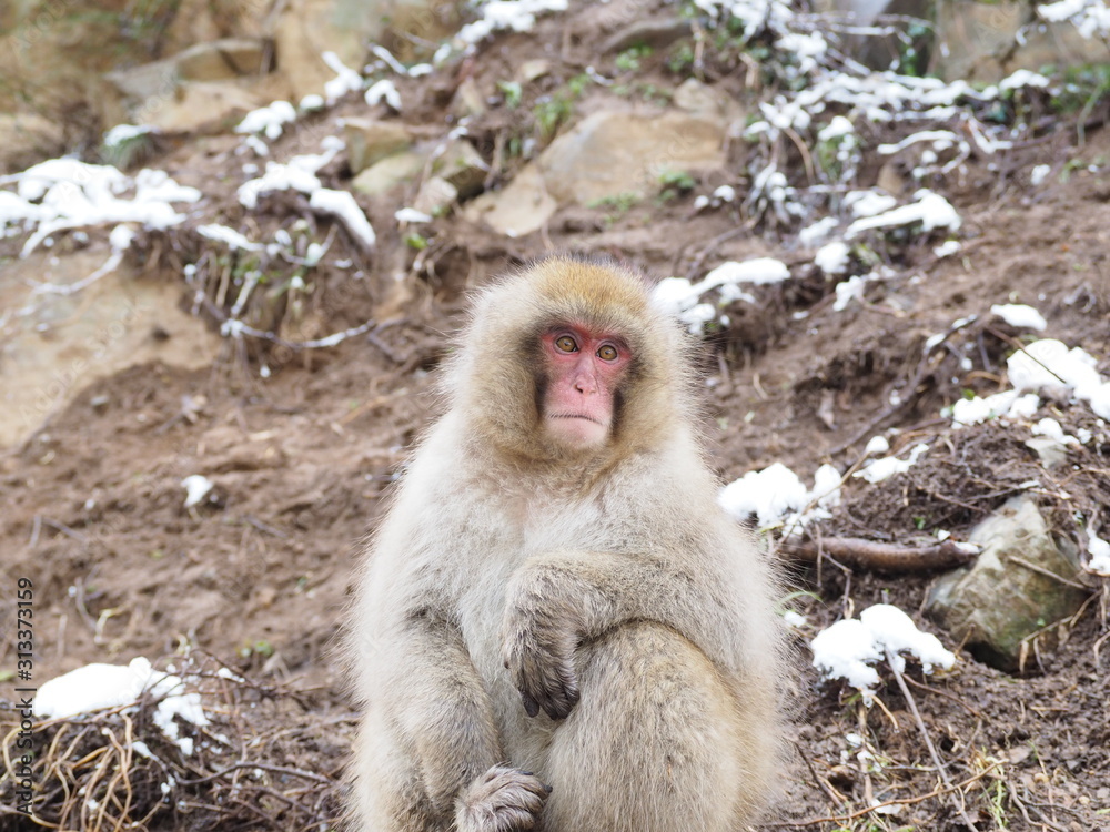 Naklejka premium 地獄谷の猿