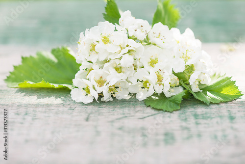 Whitehorn or hawhorn blossom on a old paint wooden background. Close up, copy space photo