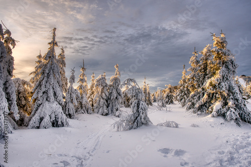 Beautiful winter landscape with snow covered trees in sunset , czech beskydy