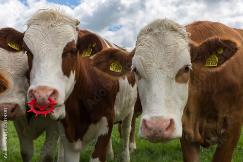 OBERPFAFFENHOFEN, BAVARIA / GERMANY - April 27, 2019: Close up of two brown - white colored bavarian dairy cows facing the camera. Both with earmarks, one with a red plastic nose ring. © Chris Redan