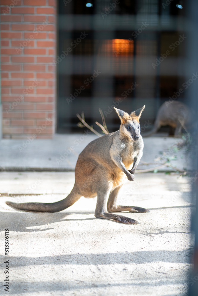 野毛山動物園のオグロワラビー Foto De Stock Adobe Stock