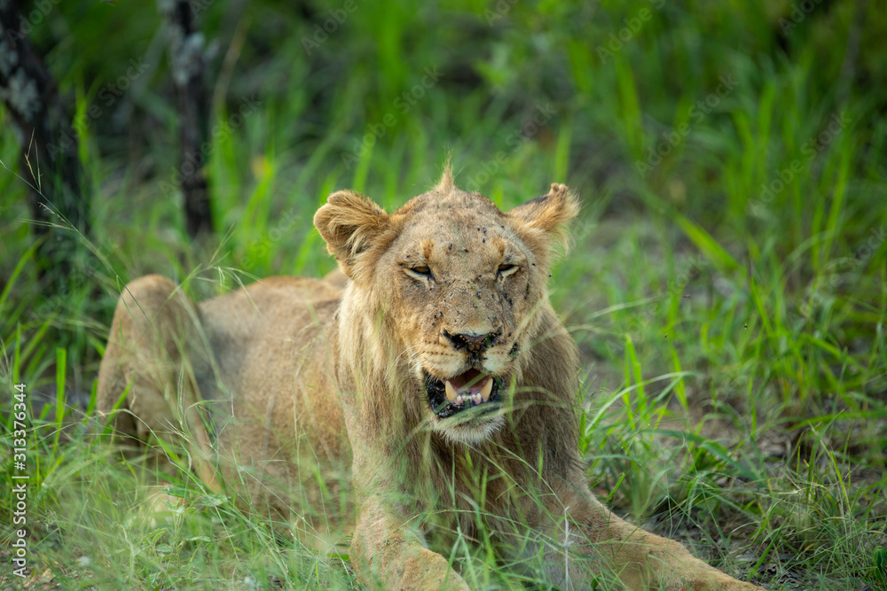 Young male lion late on a summers afternoon Young male lion late on a summers afternoon