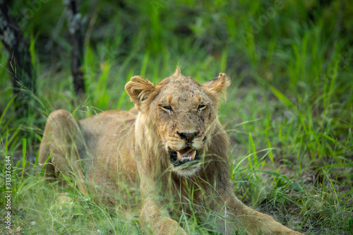 Young male lion late on a summers afternoon