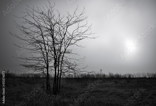 Lonely dead tree against dark cloudy sky. Abstract background
