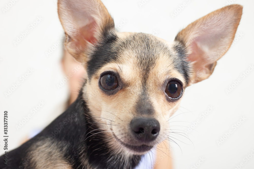 Dog toy terrier with mistress is looking at you