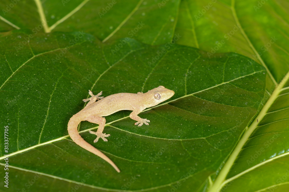 Asian or Common House Gecko Hemidactylus frenatus lies on green leaves
