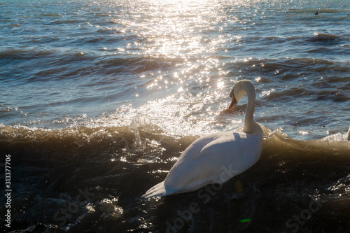 Fototapeta Naklejka Na Ścianę i Meble -  Mute swan in an European freshwater lake