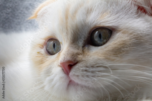 white and yellow color cute scottish fold kitten