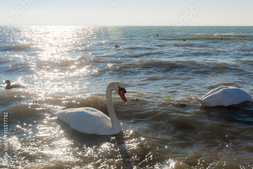 Fototapeta Naklejka Na Ścianę i Meble -  Mute swan in an European freshwater lake