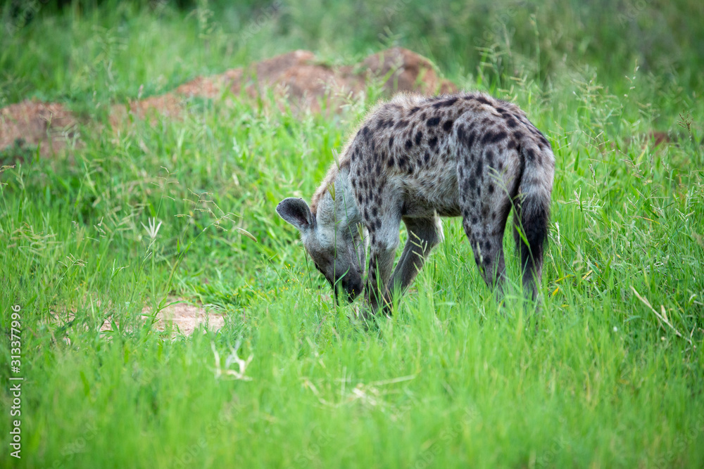 Spotted hyaena with a tasty morsel in the grass. Spotted hyaena with a tasty morsel in the grass.