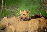 Young male lions finishing off a buffalo carcass and then moving off to cooler ground with less flies