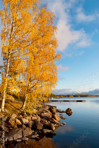 Autumn birch tree on the stony waterside of The Saimaa Lake in Puumala Municipality. Southern Savonia (Savo) Region. Finland photo