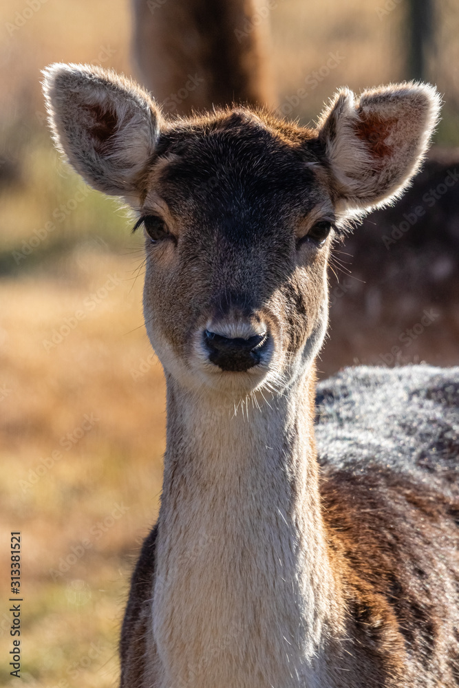 fallow deer in the south of France