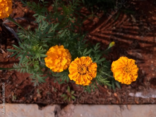 marigold yellow flowers in the garden