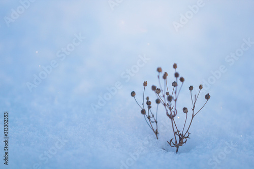 Dry forest graceful little flowers in light blue snow. Winter natural background for design with dry flowers on a snowy surface with place for text. Christmas natural background with copy space. © Anton
