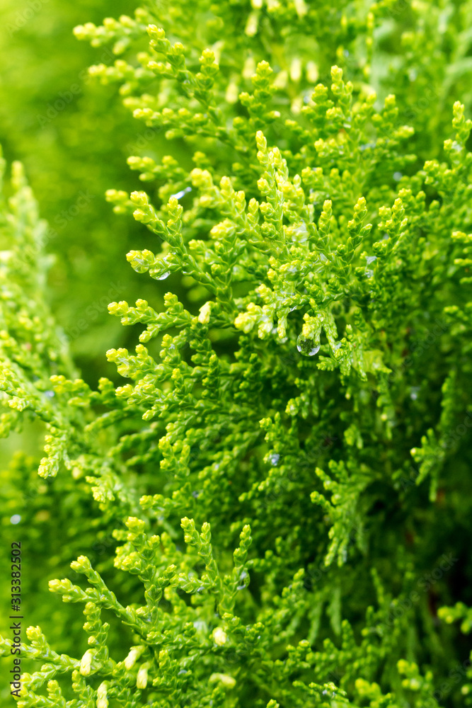 Tuya or Thuja is a genus of gymnospermous conifers of the cypress family (Cupressaceae) site with dew drops Tuya or Thuja is a genus of gymnospermous conifers of the cypress family (Cupressaceae) site with dew drops